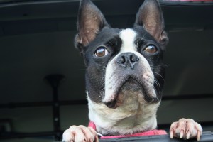 Chewy, a great dog, Boston terrier extraordinaire.  