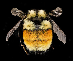 Bombus ternarius, F, Back, NY, Franklin County. USGS Bee Inventory and Monitoring Lab, Sam Droege.