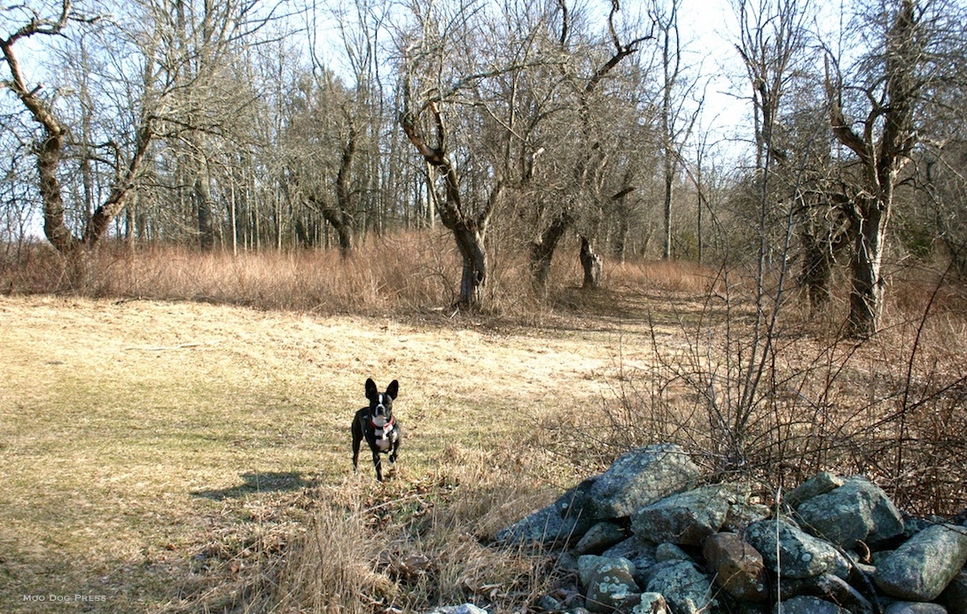 Dog walk and old apple trees © Moo Dog Press