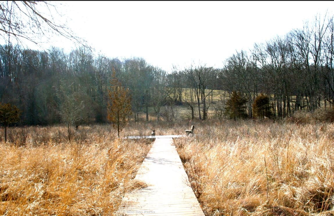 Walk and sky, Gladys Taber story continues. Image @ Moo Dog Press. Read, and the world opens wide.