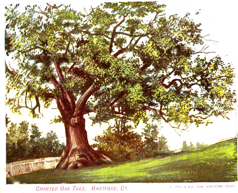 State tree. Дуб «чартера» штат Коннектикут. Charter Oak дерево. Дуб хартии. Мондштат дерево большое.