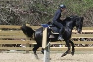 A spirited stallion crow hops during a gallop. Photo by Chris Brunson