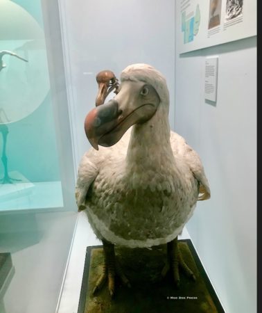 Dodo exhibit at Yale Peabody Museum of Natural History in New Haven. No one will ever know what the vocalizations of this extinct bird sounded like. Photo © Moo Dog Press