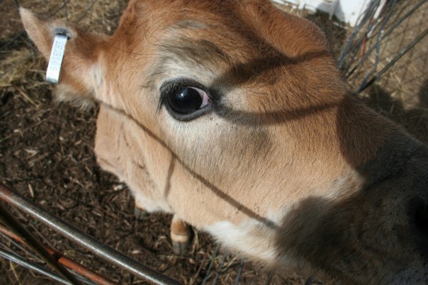 Eye on you a curious calf eyes the camera.  MDP photo.