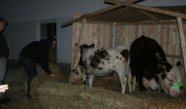 Fluffing the hay for the livestock and getting ready.