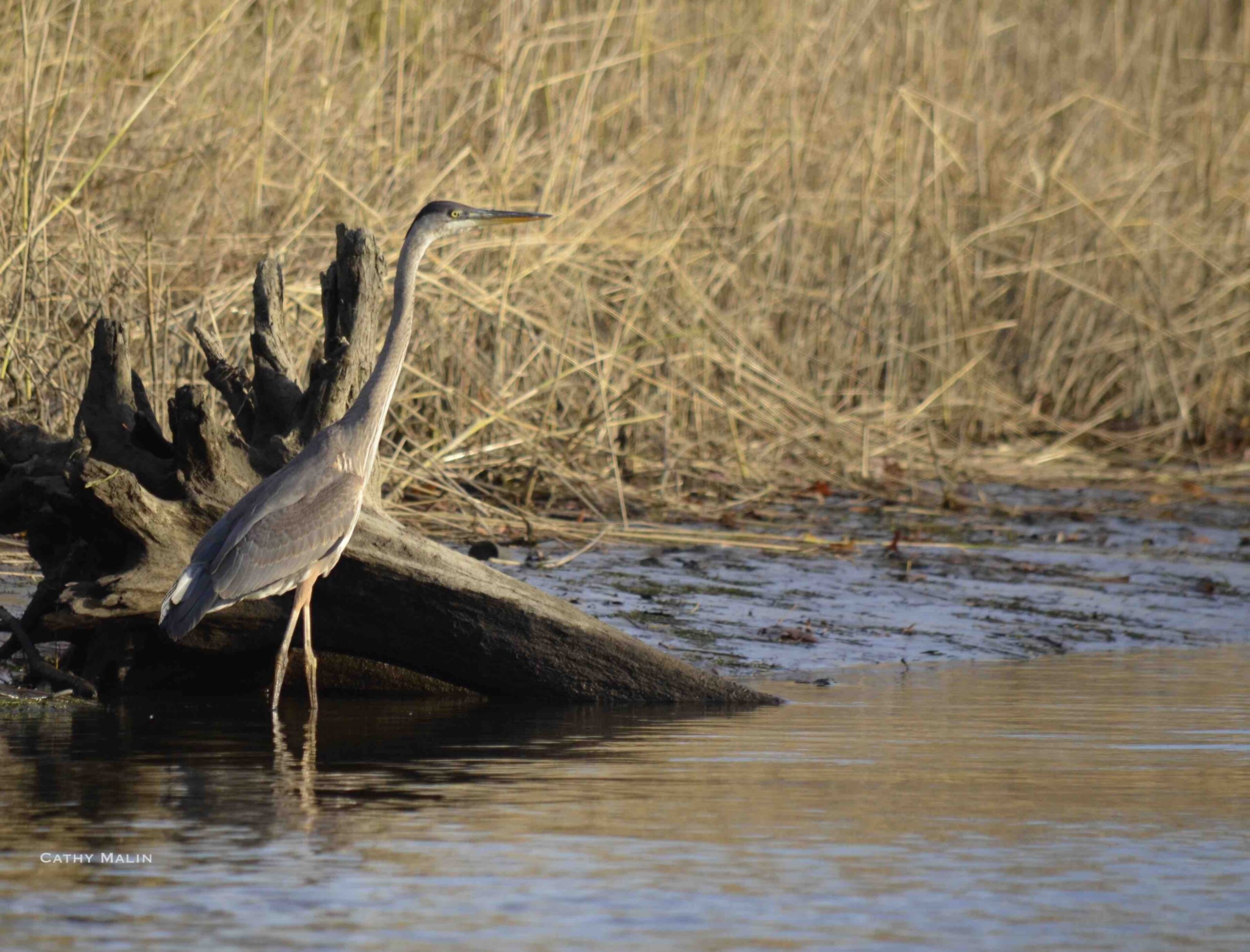 Heron on Connecticut River by Cathy Malin.