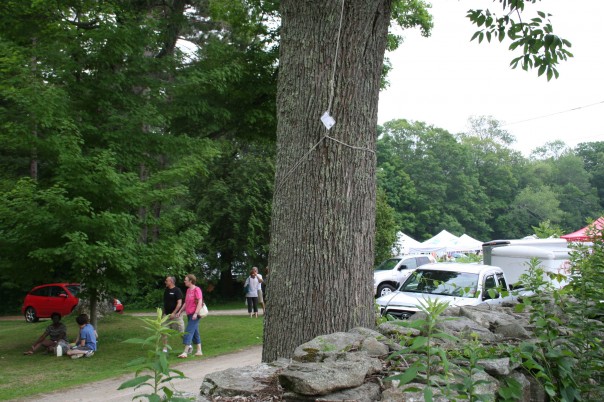 Catching insects, this trap hangs from a tree to track possible invasive insects.