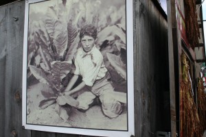 Vintage photo of Connecticut River Valley toabacco and young worker.