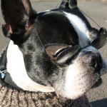 Boston terrier sports a handknit sweater of 100 percent wool - sturdy, washable, practical for long walks and cold days.