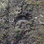 Hoof print in soft earth. © Moo Dog Press