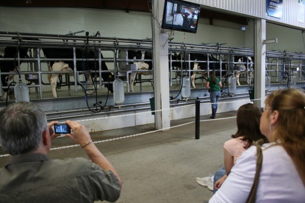 Cows are not so common anymore for the majority of the population. A crowd filled the bleachers to watch daily milking at The Big E, Eastern States Exposition.