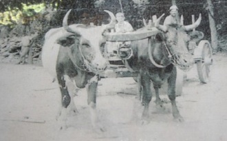 Oxen team photo from Gillette Castle.