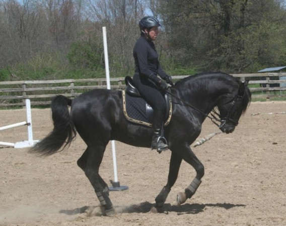 A balanced stallion and its rider/owner/trainer. Moo Dog Press Publishing photography.