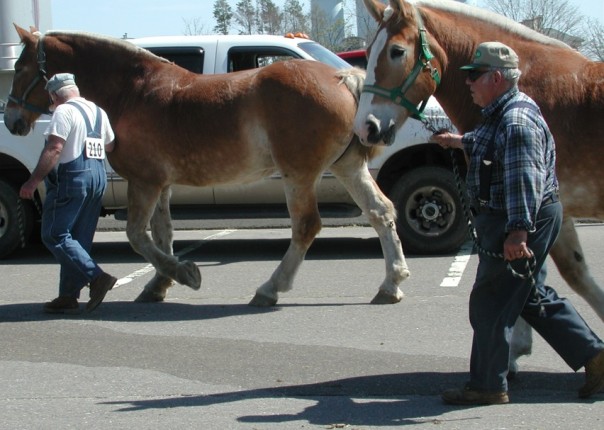 Horse power, at spring plow.