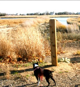 River and a windy winter walk.