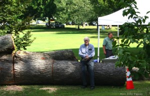 A felled silver maple as seen at Wethersfield Farmers Market.