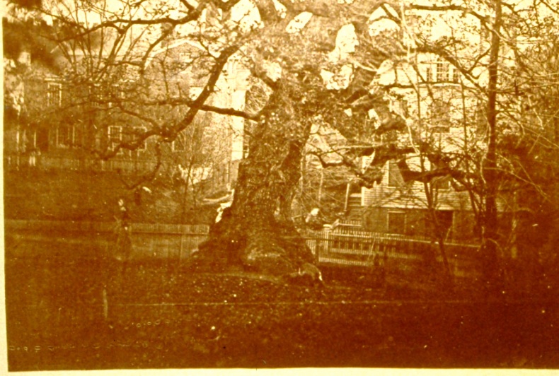 The trunk of the Charter Oak from a photograph.