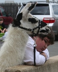 4-Her and a handsome llama.