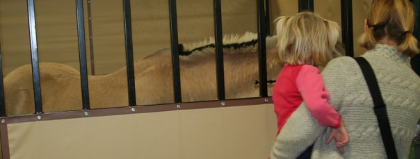 Meeting a Norwegian Fjord horse.