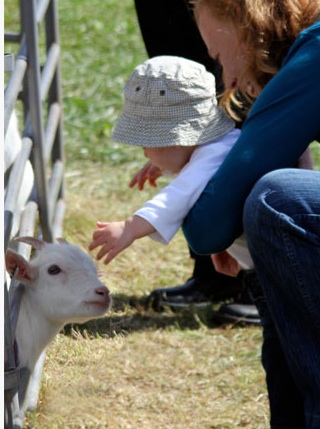 Child meets goat at the fair.